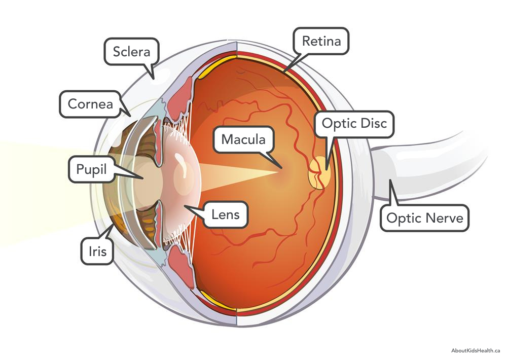 Iris of the Eye (Anatomy, Functions & Associated Conditions)